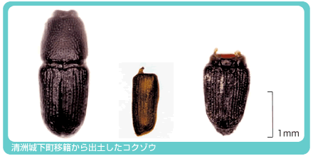 ���F�鉺����Ղ���o�y�����R�N�]�E