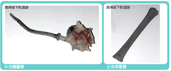 シカ
