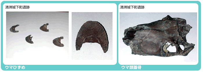 ウマ