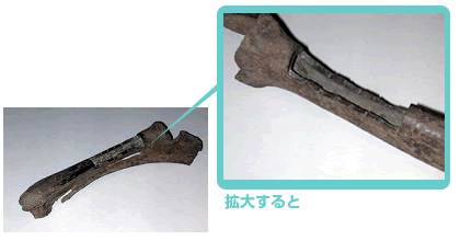 ウシの骨